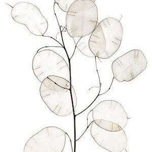 Silver Dollar Plant Seeds Lunaria annua 'albiflora' White-Flowered image 1