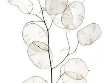 Silver Dollar Plant Seeds ~Lunaria annua &#39;albiflora&#39;~ White-Flowered