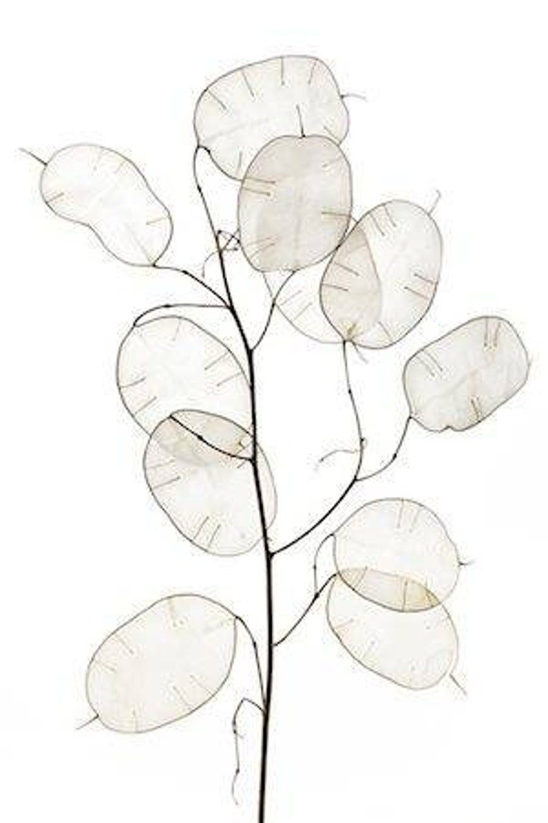 Silver Dollar Plant Seeds Lunaria annua 'albiflora' White-Flowered image 1