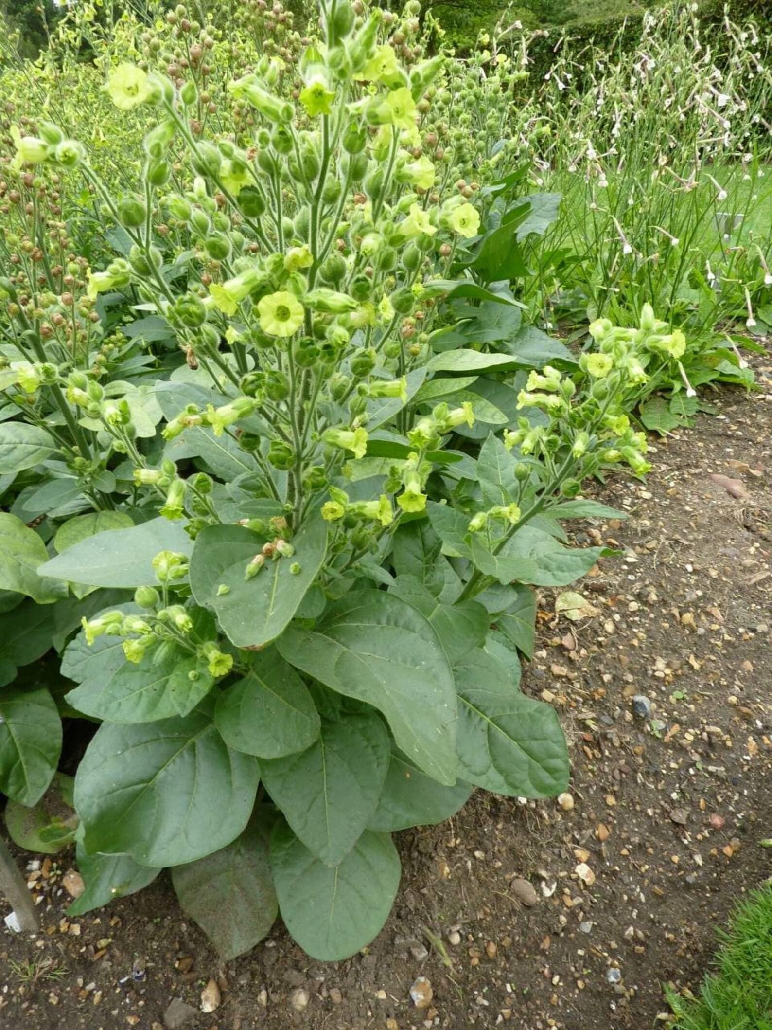 Aztec Wild Tobacco ~nicotiana Rustica~ Organic Seeds ~ Sacred Hopi Plant ~  Indian Native Heirloom