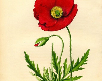 Flanders Poppy Seeds ~Papaver rhoeas~