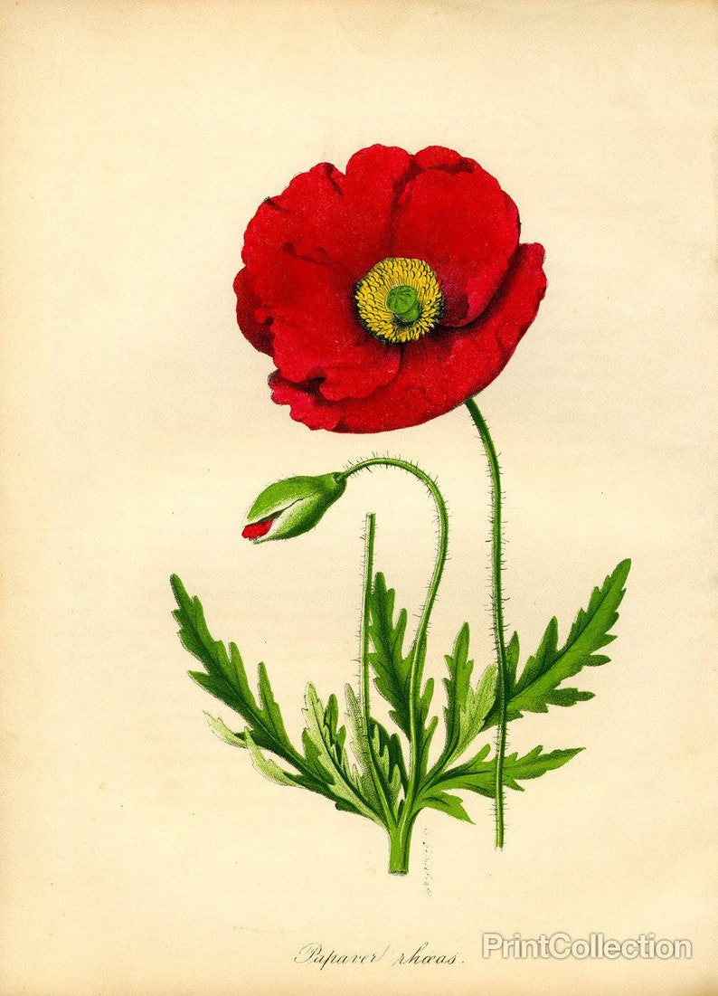 Flanders Poppy Seeds Papaver rhoeas image 1