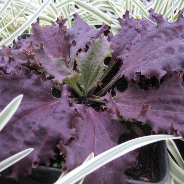 Plantain 'Purple Perversion' ~Plantago major 'Purple Perversion' Seeds~ Fringed, Rich Maroon Leaves ~ Variegated Broadleaf Plantain Plant