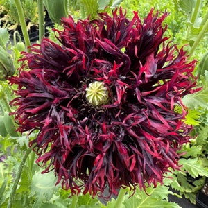May include: A close-up of a dark red poppy flower with a ruffled, almost spiky texture. The flower is in full bloom and has a dark center.