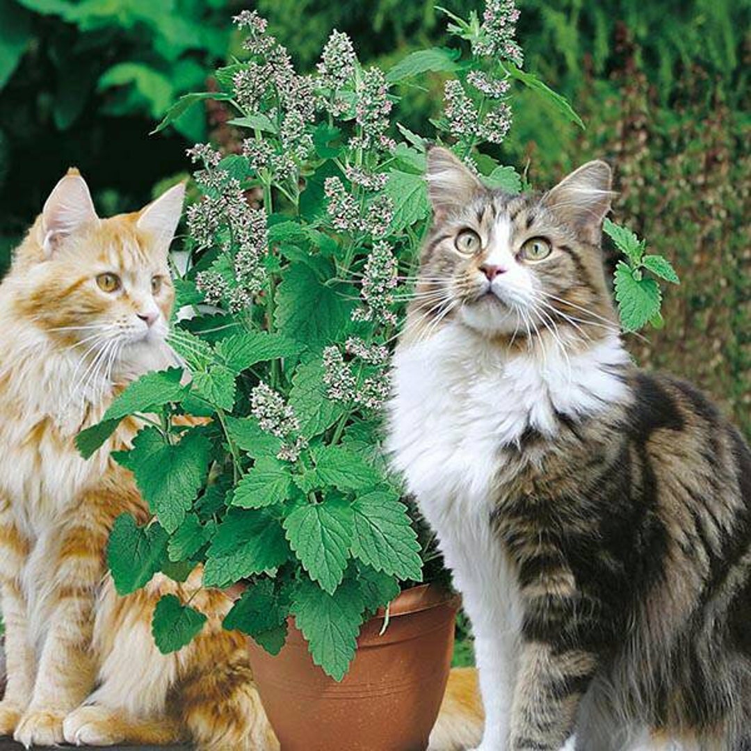 Catnip Seeds Seeds ~nepeta Cataria~ Catmint Mint Organic - Etsy