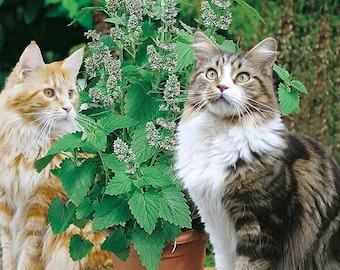 Catnip Seeds ~Nepeta cataria~ catmint mint organic