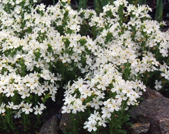 White Fairy Foxglove ~Erinus alpinus var. albus~ White Alpine Balsam ~ Perfect Mini Alpine Treasure for Rockeries or between Stepping Stones