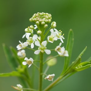 May include: A close-up of a white flower with green buds on a stem. The flower is in focus, while the background is blurred.