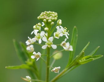 Semillas de Virginia Peppergrass ~Lepidium virginicum~ - Pimienta del pobre - Nativa - Cultiva la tuya