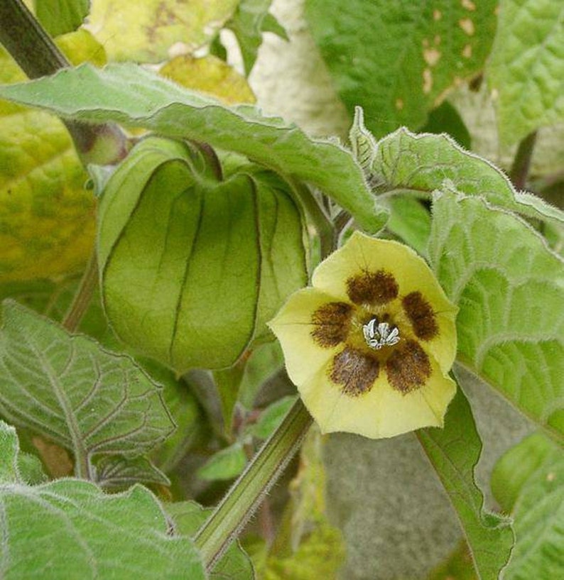 Ground Cherry Seeds Physalis Peruviana Rare Heirloom Plant