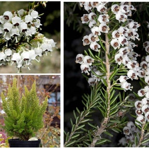 May include: Close-up of white heather flowers blooming on a green bush. The flowers are bell-shaped and have a delicate appearance. The bush is a popular choice for gardens and landscaping.