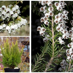 Tree Heath Seeds Erica arborea White Heath Giant Heather Briar root Bruyère Ericaceae Scented Garden Briarwood Smoking Pipe image 1