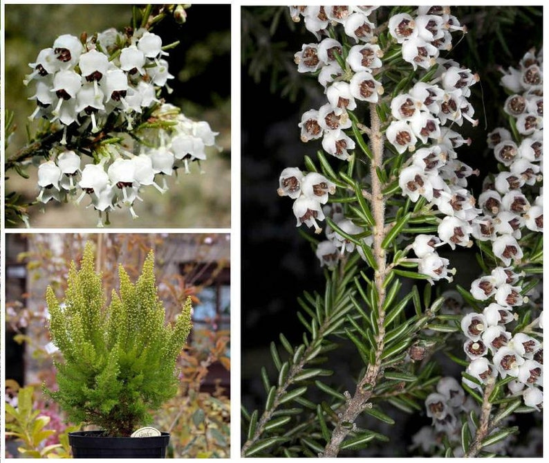 Tree Heath Seeds Erica arborea White Heath Giant Heather Briar root Bruyère Ericaceae Scented Garden Briarwood Smoking Pipe image 1