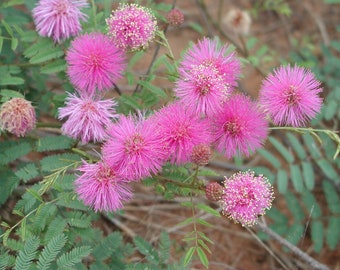 Prairie Sensitive Plant ~Mimosa nuttallii~ Nuttall's Briar ~ Native Hardy Perennial Related to Mimosa pudica ~ Schrankia ~ Bashful Brier