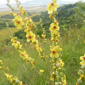 Moth Mullein Verbascum blattaria Wildflower Seeds image 1