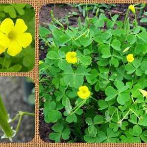 Puede incluir: Primer plano de una flor amarilla de cinco pétalos y hojas verdes. La flor es parte de una planta con múltiples hojas y tallos. La planta está creciendo en un jardín.