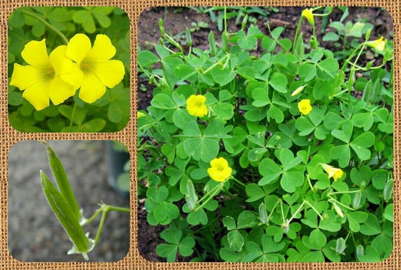 Yellow Wood Sorrel Oxalis Stricta Organic Seeds Aka Lemon Etsy Yellow Wood Sorrel Oxalis Stricta Organic Seeds Aka Lemon Etsy