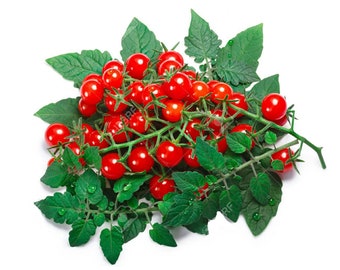 Wild Currant Tomato ~Solanum pimpinellifolium Seeds~ Spoon Tomato ~ Juicy & Flavorful ~ Ancestor of Garden Tomato ~ World's Smallest Tomato