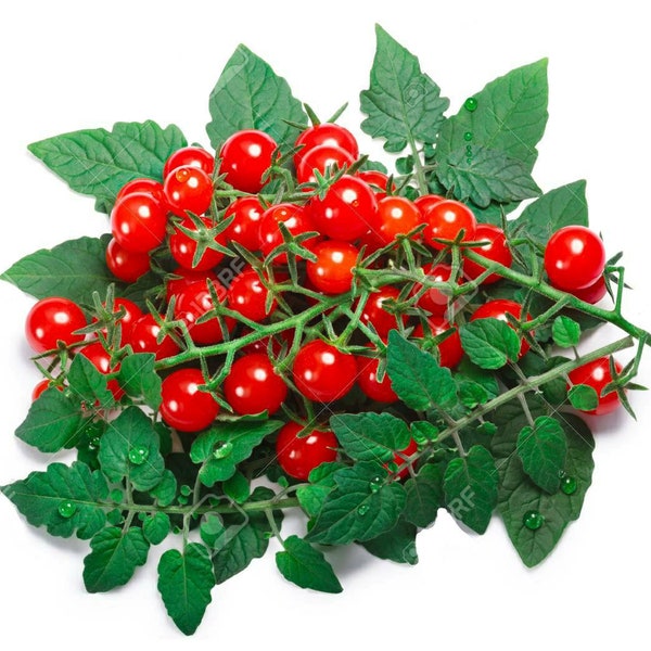 Wild Currant Tomato ~Solanum pimpinellifolium Seeds~ Spoon Tomato ~ Juicy & Flavorful ~ Ancestor of Garden Tomato ~ World's Smallest Tomato