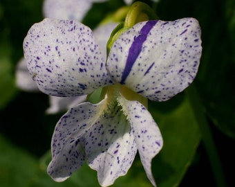 Freckled Blue Violet ~Viola sororia 'Freckles' Seeds~ Native Wildflower ~ aka Lesbian Flower ~ Purple Meadow Violet ~Woolly, Hooded or Wood