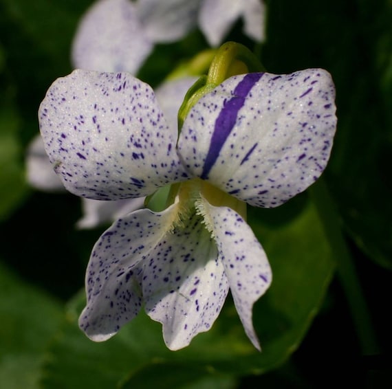 Violeta azul pecosa Viola sororia 'Pecas' Flor - Etsy España