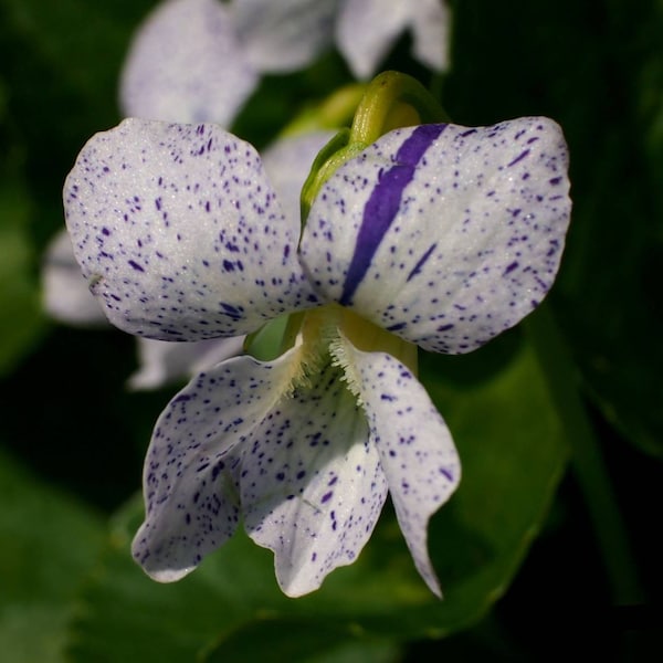 Freckled Blue Violet ~Viola sororia 'Freckles' Seeds~ Native Wildflower ~ aka Lesbian Flower ~ Purple Meadow Violet ~Woolly, Hooded or Wood