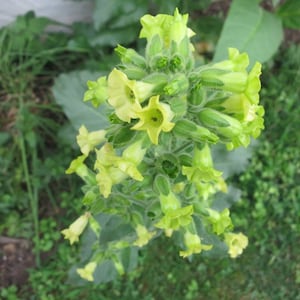 May include: A close-up of a cluster of pale yellow flowers with green stems and leaves. The flowers are in bloom and have a delicate, bell-shaped appearance.