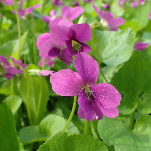 Red-Flowered Blue Violet ~Viola sororia 'Rubra' Seeds~ Native Wildflower ~ aka Lesbian Flower ~ Purple Meadow Violet ~ Woolly, Hooded Wood