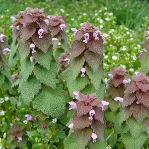 Purple Dead-Nettle Seeds Lamium purpureum Red Henbit Purple Archangle Deadnettle Velikdenche Organic Seeds Mint Family image 1