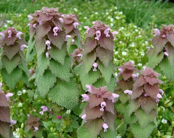 Purple Dead-Nettle 10/25/50 Seeds Organic ~Lamium purpureum~ Deadnettle ~ Mint Family ~ Early Spring Wildflower