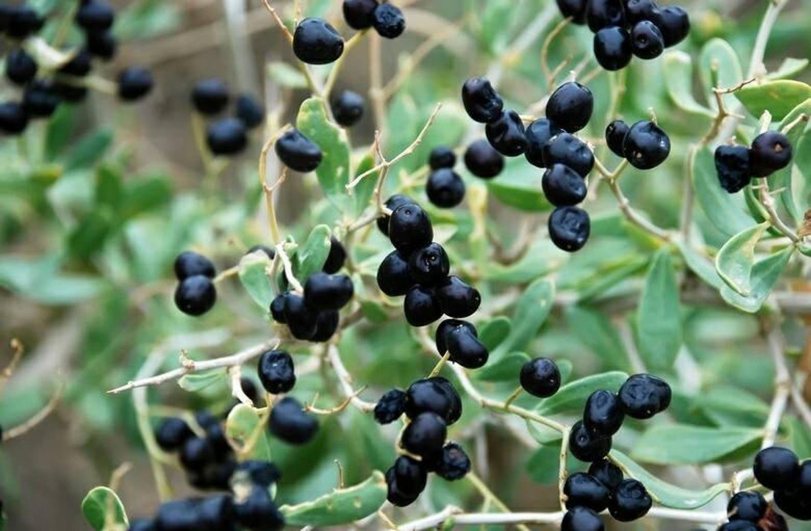 Lycium Ruthenicum Black Goji Berry ~lycium Ruthenicum~ Himalayan Black Wolfberry Seeds ...