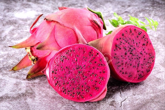 Red Dragon Fruit Seeds Spectacular Flowers Very Easy to 