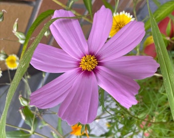 Garden Cosmos Seeds ~Cosmos bipinnatus~ Easy-Grow Annual! Large, Vibrant Daisy-like Flowers