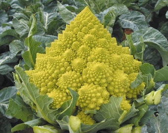 Romanesco Broccoli (Cauliflower) ~ Beloved Italian Heirloom Variety ~ Open Pollinated Heirloom Seeds ~ Great in Containers