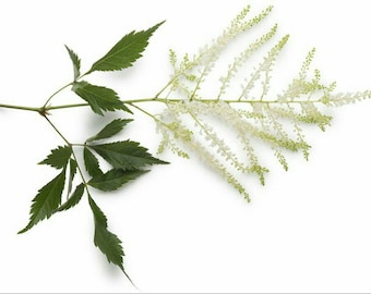 Meadowsweet Herb Seeds ~Filipendula ulmaria~ Queen of the meadow, Meadow-sweet ~ Natural Remedy