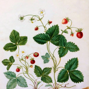 Fraise sauvage européenne Graines Fragaria vesca Fraise des Alpes Forêt Fraise du Bois Sauvage / Amélioré Rügen / Alexanderia image 3