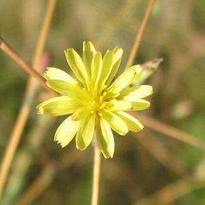 Prickly Lettuce Seeds Lactuca serriola Wild Lettuce Seeds image 4