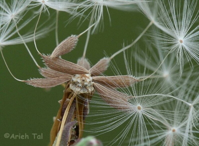 Prickly Lettuce Seeds lactuca Serriola Wild Lettuce Seeds Etsy UK