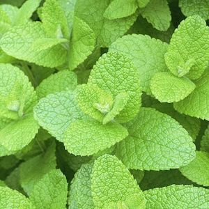 May include: A close-up of a patch of green mint leaves. The leaves are arranged in a cluster, with some overlapping. The leaves have a smooth, glossy texture and a vibrant green color.