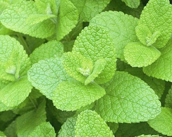 Applemint Seeds ~Mentha suaveolens~ Apple Mint ~ Woolly Mint ~ Pineapple Mint ~ Round-leaved Mint