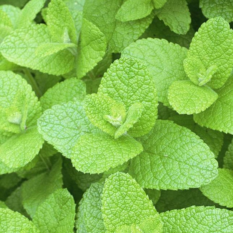 Applemint Seeds Mentha suaveolens Apple Mint Woolly Mint Pineapple Mint Round-leaved Mint image 1