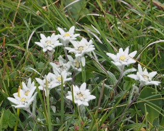 Edelweiss Seeds ~Leontopodium alpinum~ Iconic Wildflower of the Alpine Region