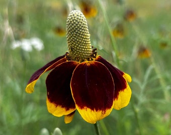 Prairie Coneflower Seeds ~Ratibida columnifera~ Drought-Tolerant! Unique Blooms, Native Beauty