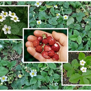 Op de afbeelding: Een collage van afbeeldingen met wilde aardbeien. De eerste afbeelding toont een close-up van witte aardbeibloemen. De tweede afbeelding toont een hand die een handvol rijpe rode aardbeien vasthoudt. De derde afbeelding toont een stukje aardbeiplanten met groene bladeren en witte bloemen.