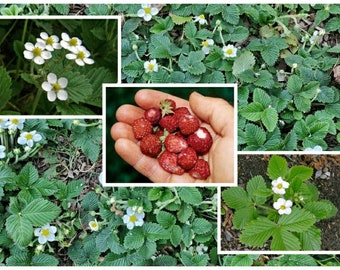 Fresa almizclera ~Semillas de Fragaria moschata~ Fresa Hautbois ~ Aromática ~ Fresa granate ~ Bosque alpino ~ Italia, Rusia y Escandinavia