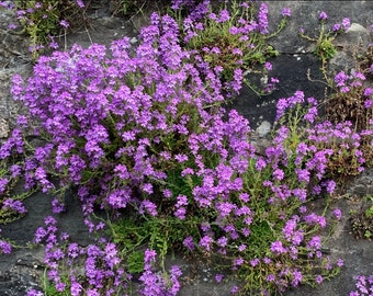 Fairy Foxglove ~Erinus alpinus~ Pink Alpine Balsam ~ Rockcress ~ Perfect Mini Alpine Plant for Rockeries or between Stepping Stones