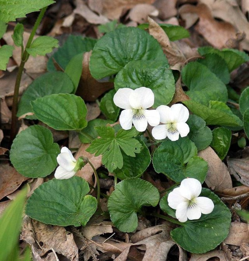 White-Flowered Blue Violet Viola sororia 'Alba' Seeds Native Wildflower aka Lesbian Flower Purple Meadow Violet Woolly, Hooded Wood image 2