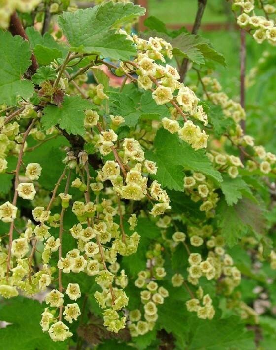 Red Currant Seeds ~ribes Rubrum~ Hardy European Currant Perfect