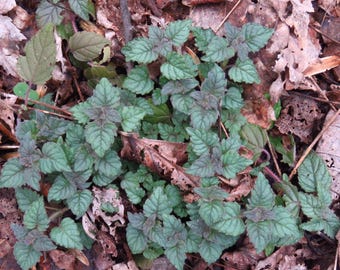 Semi di menta dei boschi ~Blephilia hirsuta~ Menta dei boschi pelosa ~ Originaria dell'Est ~ Calamita per gli impollinatori ~ Amante dell'ombra ~ Menta pagoda