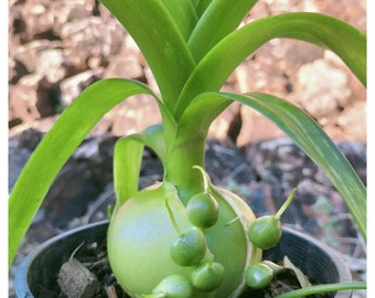 Pregnant Onion Seeds ~Albuca bracteata~ Succulent ~ South African Bulb ~ Easy to grow from Seed ~ Ornithogalum caudatum ~ False Sea Onion
